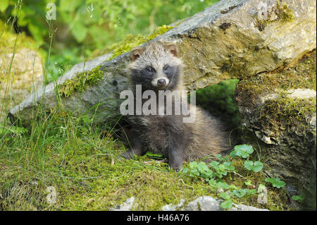 Marten's dog, Enok, Nyctereutes procyonoides, young animal, puppy, bile, Stock Photo