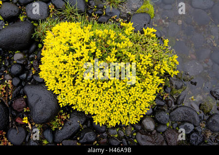 Iceland, Skaftafell national park, pebbles, bold hen, Sedum spec., yellow, Europe, Iceland, Skaftafell, national park, nature, nature reserve, vegetation, plant, flower, water, blossoms, flora, stones, lava stones, lava pebbles, Stock Photo