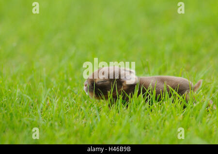 Rabbit, Netherland dwarf 'Havanna Loh', young animal, blind, meadow, Stock Photo