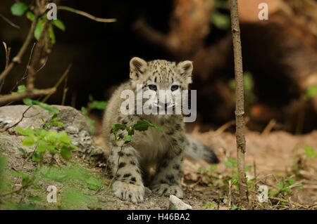 Snow leopard, Irbis, Uncia uncia, young animal, Stock Photo