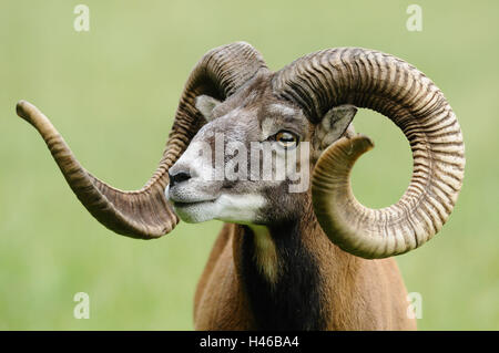 European mouflon Ovis orientalis musimon, portrait, Stock Photo