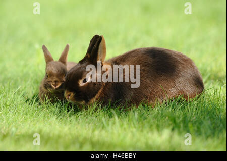 Rabbits, Netherland dwarf 'Havanna Loh', mother with young animal, meadow, sitting, Stock Photo
