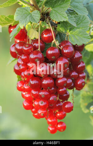Currants, ripe, medium close-up, shrub, berries, red, hang, fruits, Rispen, rich in vitamins, fruit, leaves, Stock Photo