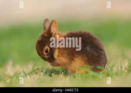 Rabbit, Netherland dwarf 'Havanna Loh', young animal, side view, meadow, sitting, grooming, Stock Photo