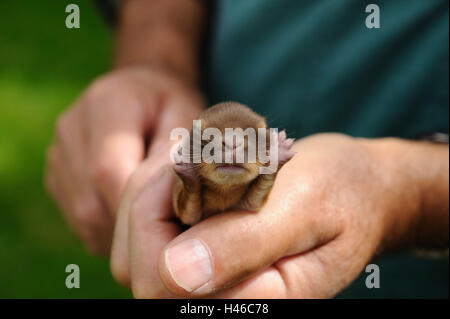 Rabbit, Netherland dwarf 'Havanna Loh', young animal, blind, hand, Stock Photo