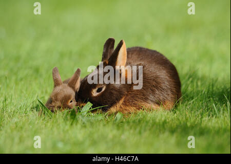 Rabbits, Netherland dwarf 'Havanna Loh', mother with young animal, meadow, sitting, Stock Photo