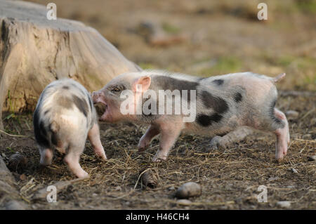Vietnamese pendulous abdomen pigs, piglets, side view, fight, Stock Photo
