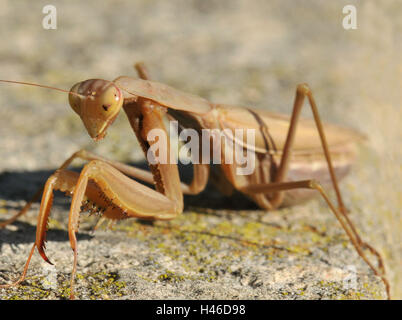 Common praying mantis, female, portrait, Stock Photo