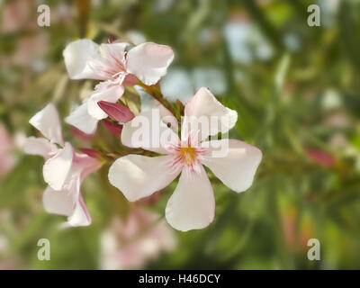 Oleander, blossoms, Nerium oleander, close up, Stock Photo