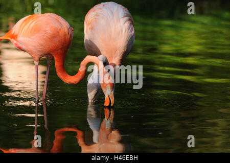 Chile flamingo, Chilean flamingo, Phoenicopterus chilensis, water, eat, side view, Stock Photo