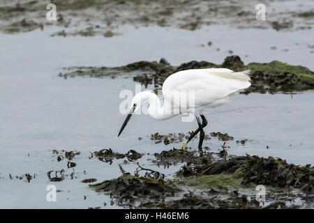 Little egret (Egretta garzetta) foraging in coastal mudflats in winter Stock Photo