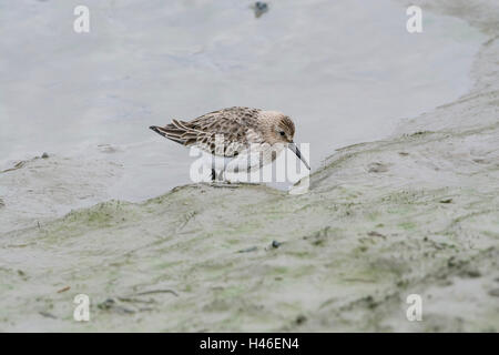 Dunlin (Calidris alpina). First-winter bird foraging on coastal mudflats. Known in North America as the red-backed sandpiper. Stock Photo