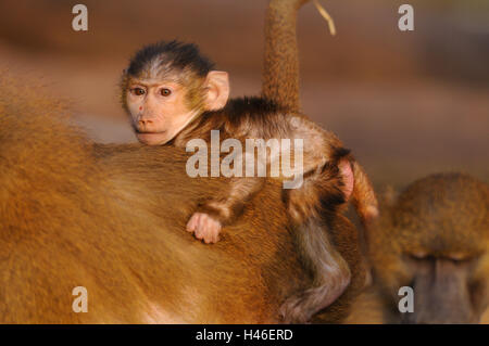Guinea baboon, Papio papio, young animal, side view, backs, mother animal, lie, view in the camera, Stock Photo