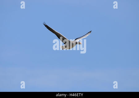Greylag goose, Anser anser, head-on, fly, heaven, Stock Photo