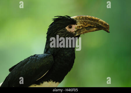 Trumpeter hornbill, Bycanistes bucinator, branch, sitting, side view, Stock Photo