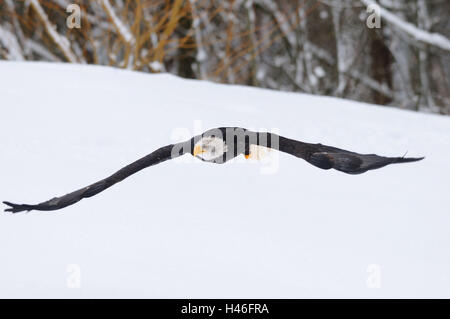 White head lake eagles, Haliaeetus leucocephalus, winter scenery, head-on, fly, view in the camera, Stock Photo