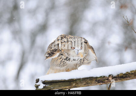 Western Siberian Eagle-owl, bubo bubo sibiricus, branch, snow, front view, landing, looking at camera, Stock Photo