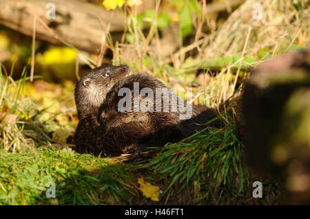 European otters, Lutra lutra, young animals, meadow, side view, playing, Stock Photo