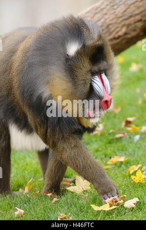 Mandrill, Mandrillus sphinx, male, meadow, side view, running, Stock Photo