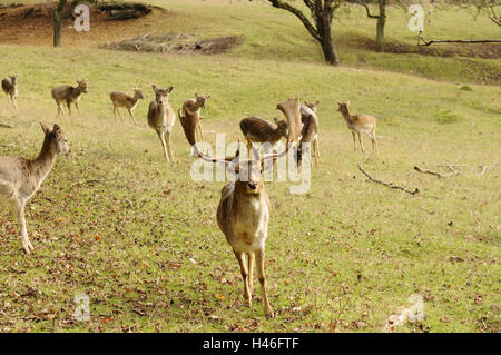 Fallow deer, Cervus dama, male, landscape, front view, standing, Looking at camera, Germany, Stock Photo