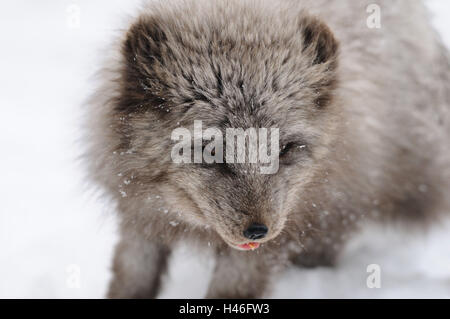 Arctic fox, Alopex lagopus, portrait, snow, Stock Photo