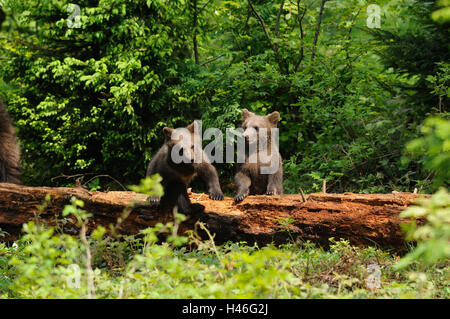 European brown bears, Ursus arctos arctos, young animals, play, view in the camera, Stock Photo