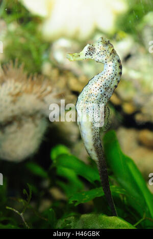 Common seahorse, hippocampus taeniopterus, underwater, side view, standing, Stock Photo