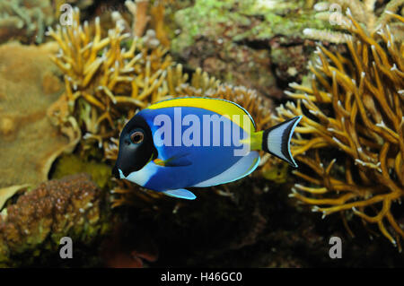 Powder blue tang, Acanthurus leucosternon, underwater, side view, swimming, Stock Photo