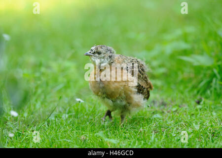 Western capercaillie, Tetrao urogallus, meadow, side view, walking, Bavarian Forest, Stock Photo