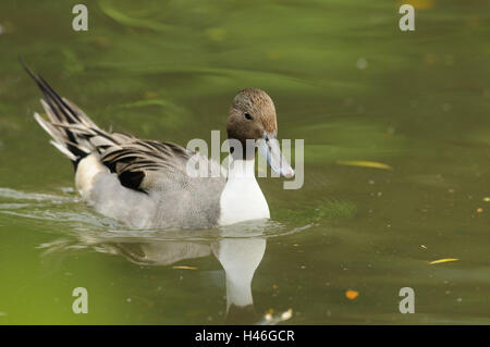 White-faced whistling ducks, Dendrocygna viduata, water, swimming, side view, Stock Photo
