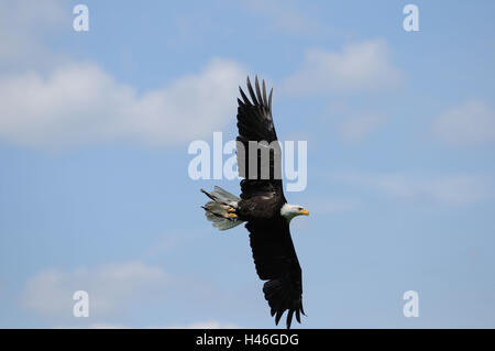 White head lake eagles, Haliaeetus leucocephalus, heaven, fly, side view, focus on the foreground, Stock Photo