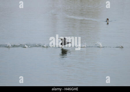Coot, Fulica atra, water, running, flying, side view, Stock Photo