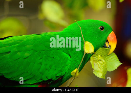 Eclectus parrot, Eclectus roratus, eating, side view, branch, Stock Photo