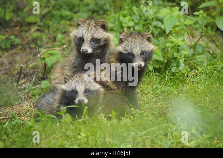 Racoon dogs, mangut, Nyctereutes procyonoides, young animals, puppies, grass, sitting, Stock Photo