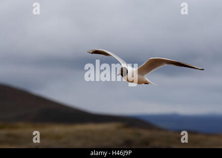 Black-headed gull, flight, Stock Photo
