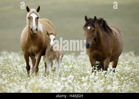 Flower meadow, horses, foals, Stock Photo