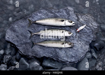 Angling, mackerels, stone, fishhook, hobby, fish, Stock Photo