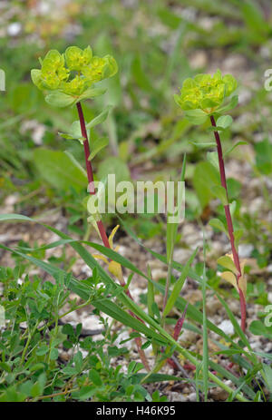 Sun Spurge - Euphorbia helioscopia Common Wild Flower in Cyprus Stock Photo