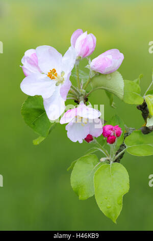 Apple blossom, buds, medium close-up, apple-tree, tree, fork, spring, fruit-tree, pink, pink, blossoms, closed, softly, leaves, blossoming of a tree, botany, fruit-tree, agriculture, fruit cultivation, season, Stock Photo