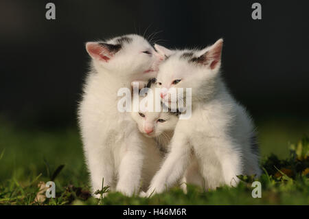 Domestic cats, young animals, meadow, Stock Photo