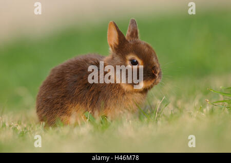 Rabbit, Netherland dwarf 'Havanna Loh', young animal, side view, meadow, sitting, Stock Photo
