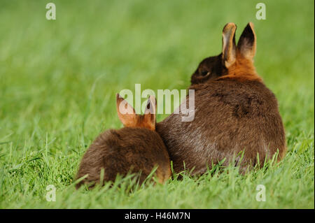 Rabbits, Netherland dwarf 'Havanna Loh', mother with young animal, meadow, sitting, back view, Stock Photo