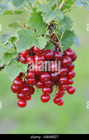 Currants, ripe, shrub, berries, red, hang, fruits, Rispen, rich in vitamins, fruit, leaves, Stock Photo