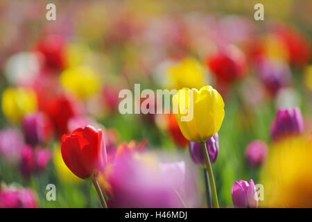 Tulips, colours, passed away, flowers, spring flowers, blossoms, differently, spring, yellow, red, mauve, pink, brightly, medium close-up, Tulipa, bulb plants, blossom, botany, blossoms, light, flora, garden, lily plant, sunny, Stock Photo