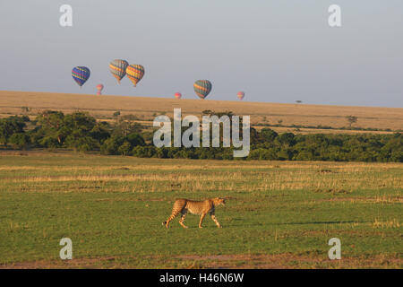 Balloon safari, steppe, cheetah, Masai Mara, Africa, Kenya, Stock Photo
