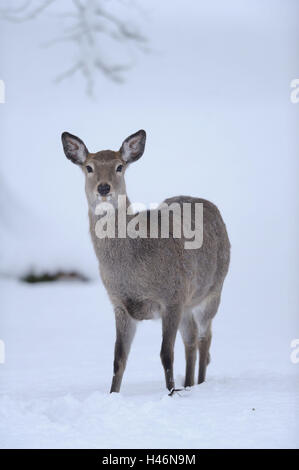 Sikawild, Cervus nippon, side view, stand, snow, winter, view in the camera, Stock Photo