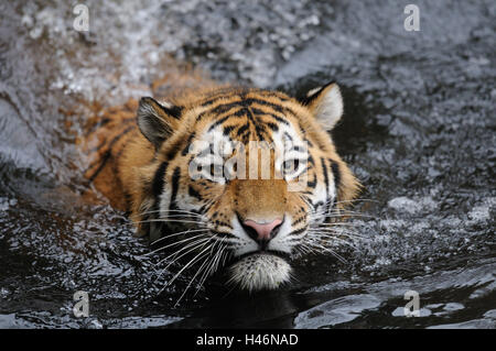 Siberian tiger, Panthera tigris altaica, water, head-on, swim, view in the camera, Stock Photo