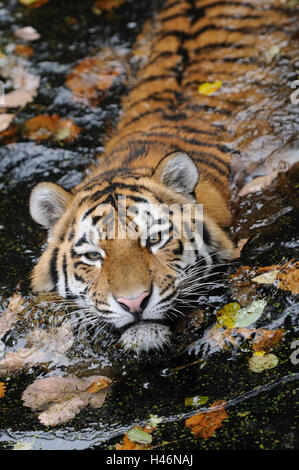 Siberian tiger, Panthera tigris altaica, water, head-on, swim, view in the camera, Stock Photo