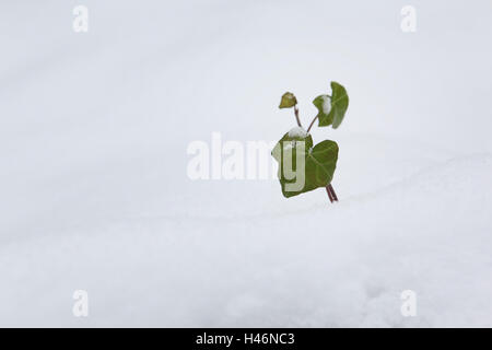 Ivy in the snow, Stock Photo
