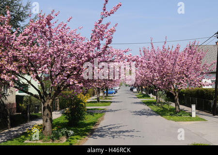 Japanese flower cherry, Prunus serrulata, oriental cherry, Austria, Stock Photo